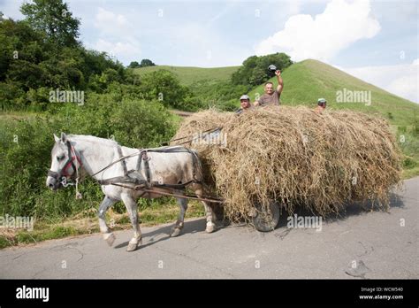 Heavy horse pulling cart hi-res stock photography and images - Alamy