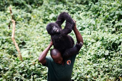 Virunga National Park, Home To Imperiled Gorillas, Closes For The Year Due To Violence ...