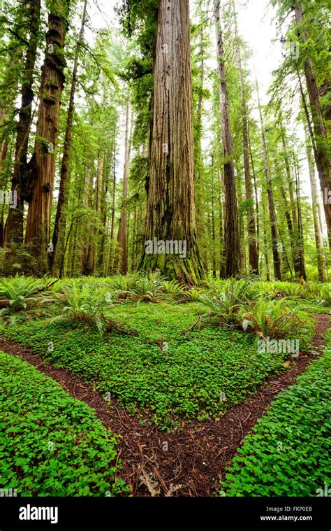 Clover covered trails through the giant redwoods at Jedediah Smith ...