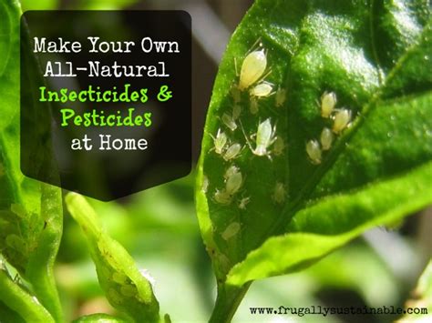 How To Make Your Own Homemade Organic Insecticides & Pesticides – Eco Snippets