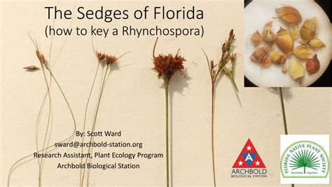 (PDF) Sedge identification in Florida