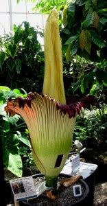 DryStoneGarden » Blog Archive » Trudy the Corpse Flower