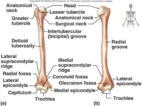 E. Intertubercular and radial grooves of humerous | Medical anatomy, Medical knowledge, Physiology