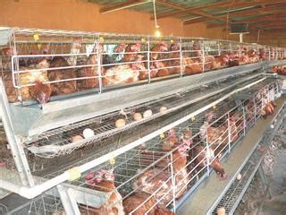 Small-scale egg production | Farmer's Weekly