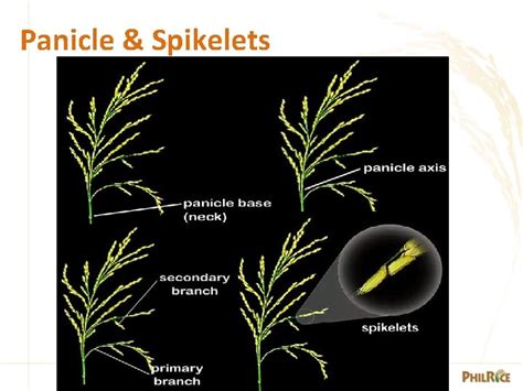 MORPHOLOGY OF THE RICE PLANT Part 1 Understanding