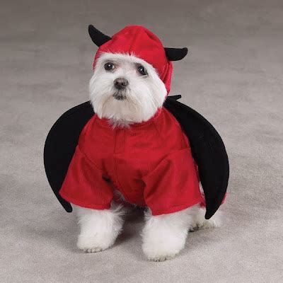 12 Creative and Unusual Dog Costumes.