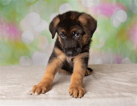 Cute Puppy, German Shepherd Dog Stock Photo - Image of listening, hairy ...