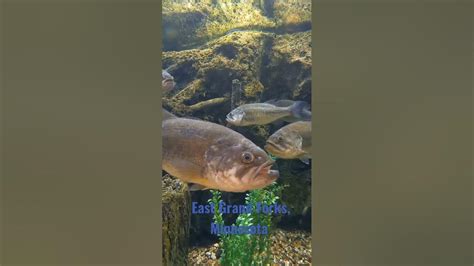 Cabela's Fish Aquarium - East Grand Forks, Minnesota - YouTube