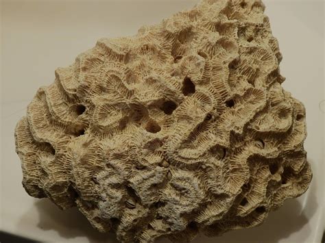 Type of coral? - Fossil ID - The Fossil Forum