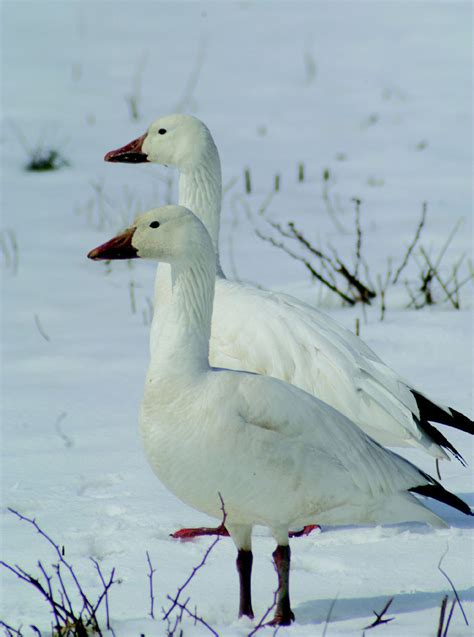 Beautiful Snow Geese - God-The creator Photo (9759212) - Fanpop