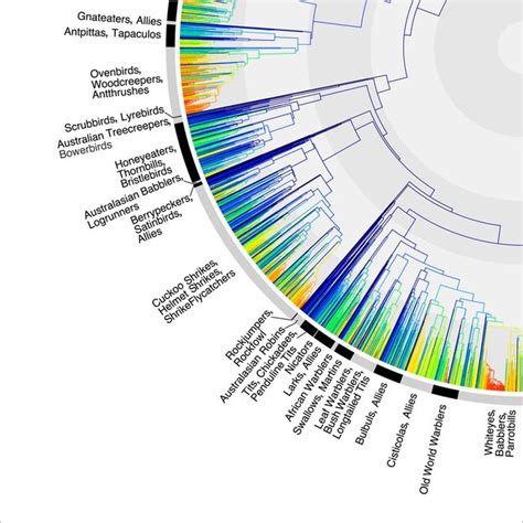 Infographic: The Evolution of Birds, From Species No. 1 To 9,993 | Infographic, Business design ...