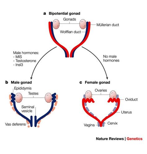 Pin by Shannon Williams on Genetics | Pinterest