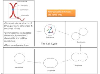 Cell Cycle Graphic Organizer- Cell Cycle And Mitosis by Interactive Science