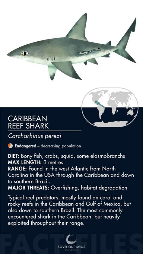 Caribbean reef shark - Save Our Seas Foundation