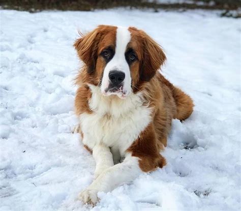 16 Saint Bernard Mixes That Will Melt Your Cold, Unloving Heart | PetPress