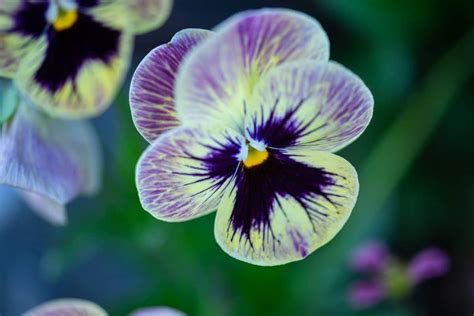 Pansy Flower Meaning And Symbolism of Each Color | Florgeous