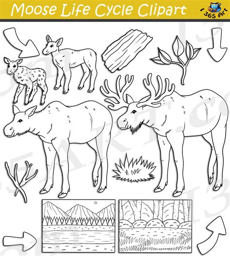 Moose Life Cycle Clipart Set Download - Clipart 4 School