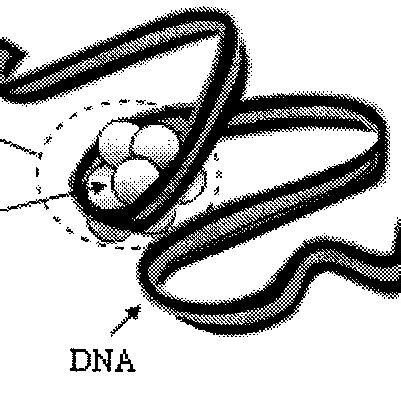 Gene components. Genes have promoter regions, which occur upstream from ...