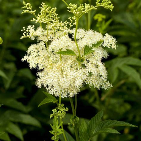 Meadowsweet seeds | The Seed Collection