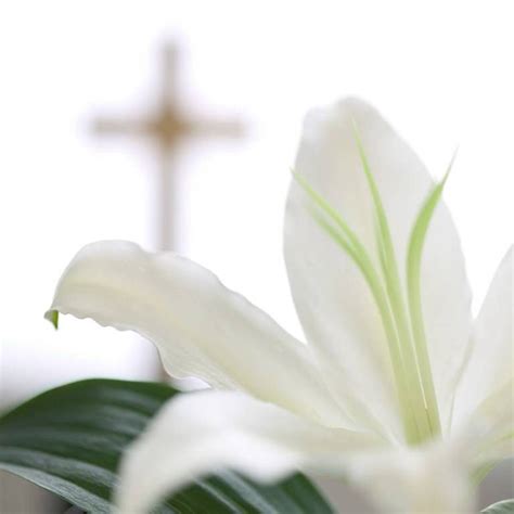 🔥 [50+] Easter Lilies Wallpapers | WallpaperSafari