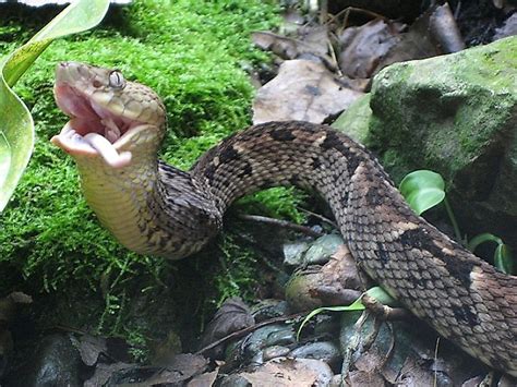 Brazil's Forbidden Snake Island - WorldAtlas