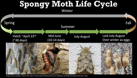 Gypsy Moth Life Cycle