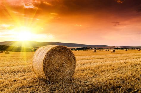 5 tips for making quality hay this season | AGDAILY