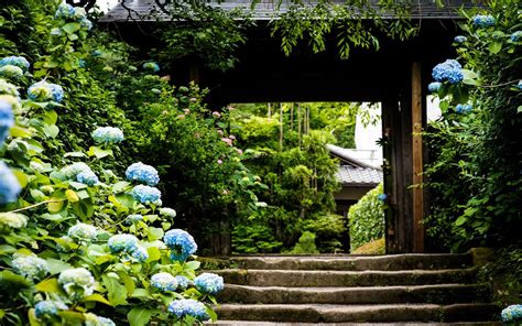 Hydrangea Garden Wallpapers - Wallpaper Cave