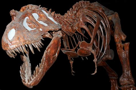 Image: Fossil Tyranausaurus Rex at the Royal Tyrell Museum, Alberta, Canada