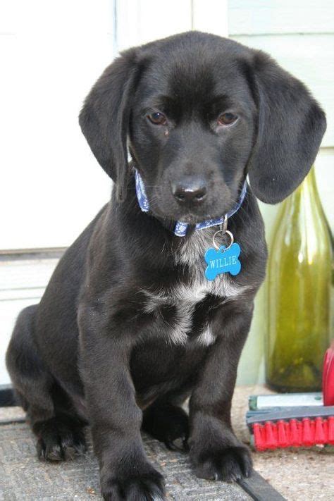 A black Beagador. | Black beagle, Beagle mix, Beagle