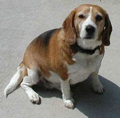 Fat beagle | cute and funny animal pics | Beagle, Dogs, Funny animal pictures