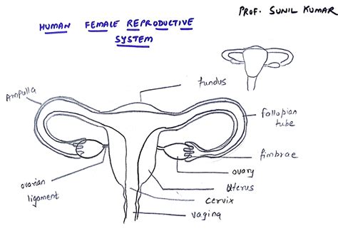 Draw A Labelled Diagram Of The Human Female Reproductive System | Images and Photos finder