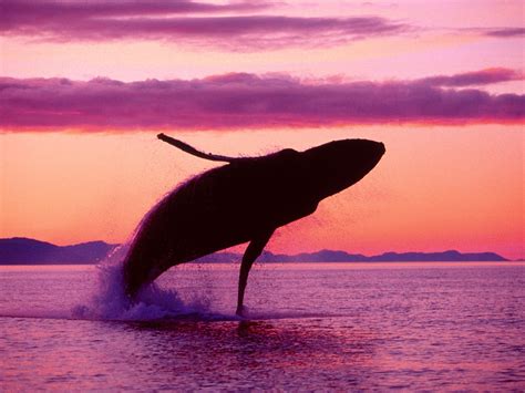 Hump Back Whale - Humpback Whales Wallpaper (32310746) - Fanpop