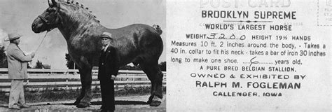 Was Brooklyn Supreme the Largest Horse on the Planet?