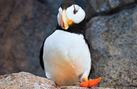 7 Cool Facts About the Puffins of Kenai Fjords National Park