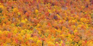 Explore the Stunning Fall Foliage in Brattleboro, VT