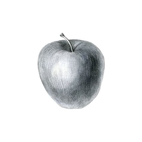 Apple Pencil Sketch