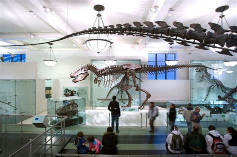 TYRANNOSAURUS REX DISPLAY FOSSIL HALL … – License image – 70441795 ...