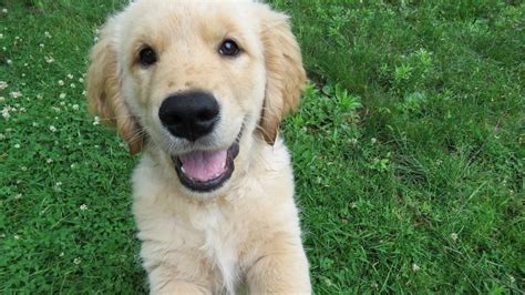 Golden Retriever Puppies: Everything You Need to Know | The Dog People ...