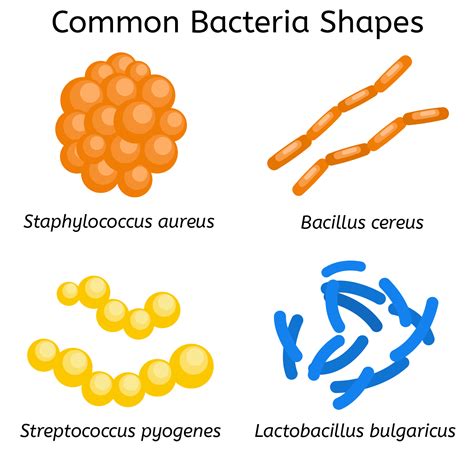 3.1.1.4 examples of bacteria - Get My Grades