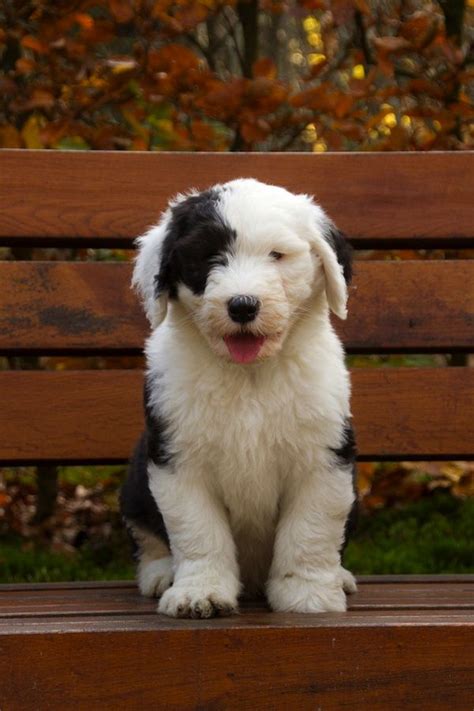 Six Old English Sheepdog Puppies That Will Melt Your Heart in 2020 | Old english sheepdog puppy ...