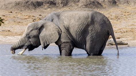 Elephant Drinking Water