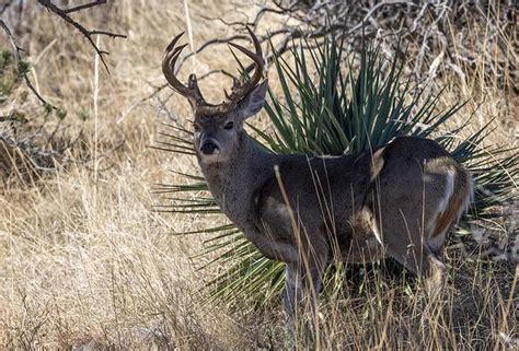 Coues Deer - A-Z Animals