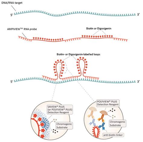 In situ hybridization - Advancements and more - Blog