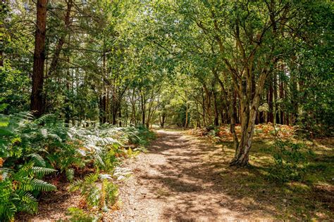 Dersingham Bog | Explore West Norfolk