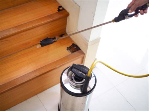 How to Get Rid of Termites from Wooden Furniture - HomeLane