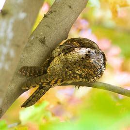 Bird Profile: The Eastern Whip-poor-will - Georgia Audubon