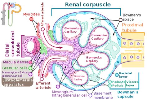 Where are mesangial cells located? (A) In endothelium of glomerulus (B) Between endothelium and ...