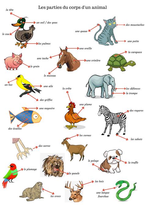 Las partes del cuerpo de un animal en francés | Partie du corps ...