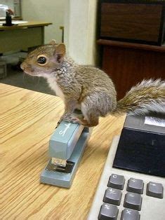 Squirrel #Love | Squirrel, Animals, Wildlife